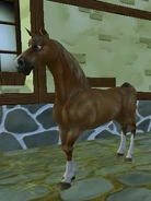 Holenderski koń gorącokrwisty w Stajni Marzeń