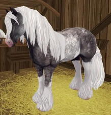 Silver Dapple Pinto