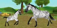 Appaloosa – kara derka leopard (generacja 3)