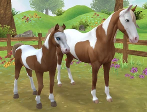 Flaxen Chestnut Tobiano