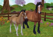 Koń północno-szwedzki – gniada