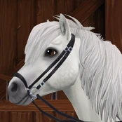 Drop Noseband Bridle (without throatlatch and browband)