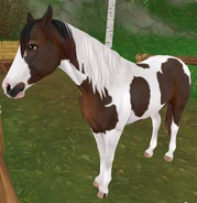 Gniada tobiano (generacja 3)