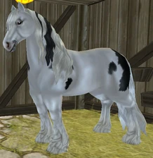 Black Extensive Draft-Type Sabino