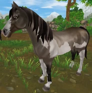 Klasycznoszampańska overo (generacja 2) (niedostępna)