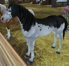 Black Splash (Gen 2)