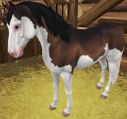 Gniada splash white (generacja 3)