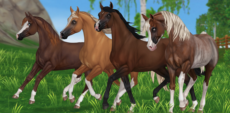 brown arabian horses