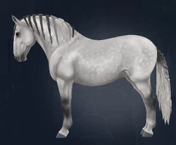 PIATNIK製 トランプ リピッツァナー(軽種馬) Lipizzaner I PIATNIK製 トランプ リピッツァナー(軽種馬) Lipizzaner I