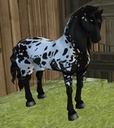 Kara derka z plamami (generacja 2) (niedostępna)