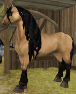 The Buckskin Coat