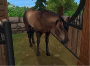 Jelenia okopcona (3 generacja)