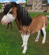 Bułana biała dominująca (W21) (3 generacja)