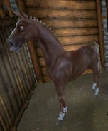 Morab w Jesiennym Galopie