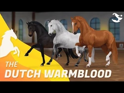 dutch warmblood colors
