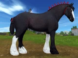 Clydesdale