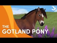 Meet the Gotland Pony! 😍🐴❤️