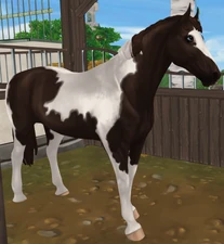 Liver Chestnut Pinto