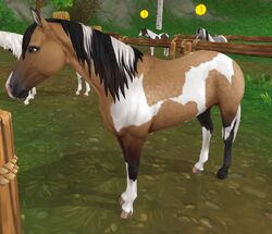 star stable american paint horse