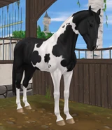 Kara tobiano (generacja 3)