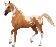 Pintabian gen 3 izabelowaty.png (264 KB) Izabelowata tobiano (generacja 3)