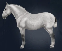 Lipizzaner | Jorvikipedia | Fandom