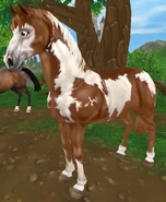 Kasztanowata tovero (generacja 1.5) (niedostępna)