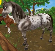 Myszata (generacja 1.5) (niedostępna)