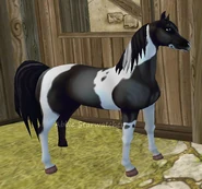 Pintabian2.jpg (44 KB) Kara tobiano (generacja 2) (niedostępna)