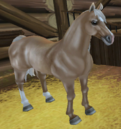 The Palomino Coat (Gen 2)