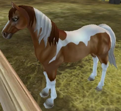Chestnut Tobiano (Gen 2)