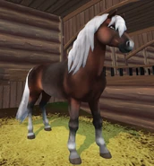 Ciemna brudnokasztanowata (generacja 2) (niedostępna)