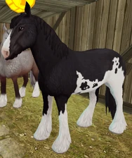 Black Draft-Type Sabino