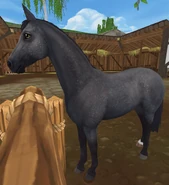 Stalowosiwa (3 generacja)