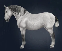 Lipizzaner | Jorvikipedia | Fandom