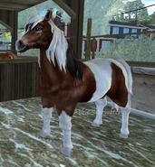 Gniada tobiano (2 generacja)