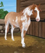 Czerwonobułana sabino (generacja 3)