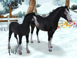 Black Rabicano