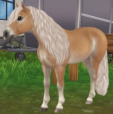 Honey Flaxen Chestnut Pangaré