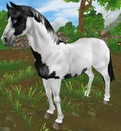 Kara tovero (generacja 1.5) (niedostępna)