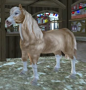 Izabelowata sabino (2 generacja)