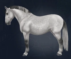 Lipizzaner | Jorvikipedia | Fandom