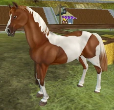 Chestnut Tobiano