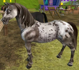 Brown Varnish Roan Spotted Blanket