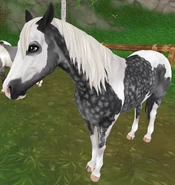 Siwa jabłkowita tobiano (generacja 3)