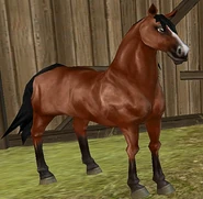 Selle Français Before model update