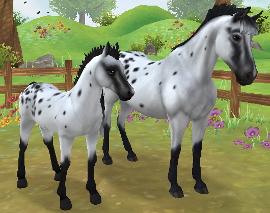 Peacock leopard Appaloosa  Rare horses, Most beautiful horses, Unusual  horse