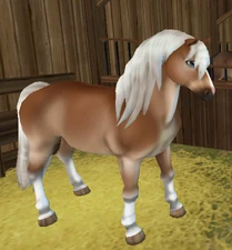 Flaxen Chestnut Pangaré