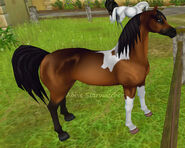 Pintabian3.jpg (47 KB) Gniada okopcona tobiano (generacja 2) (niedostępna)