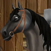 Common Western Bridle (Original)